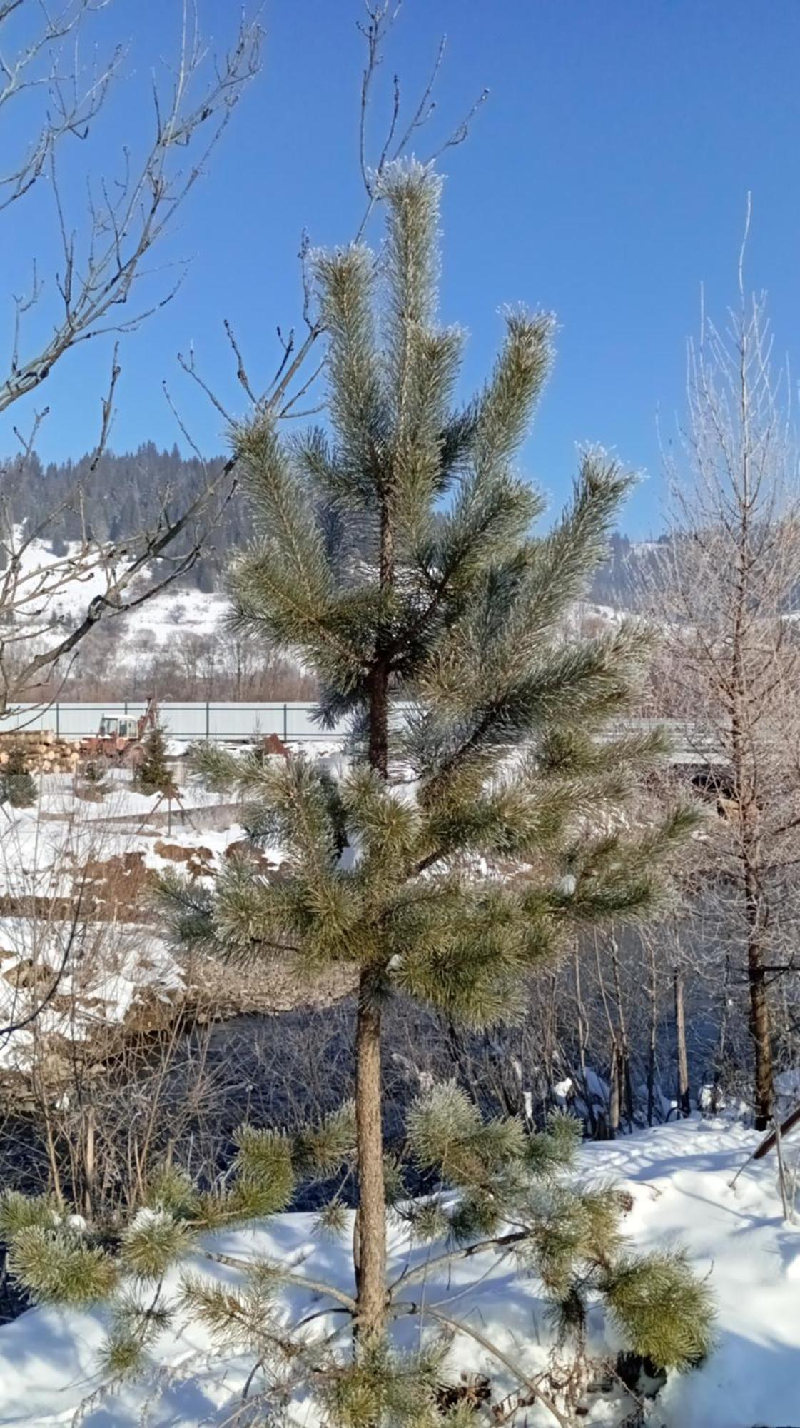Затишний Будиночок Bukovets Exterior foto